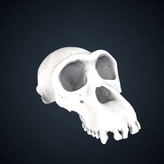 3d model of Pan troglodytes troglodytes: Cranium