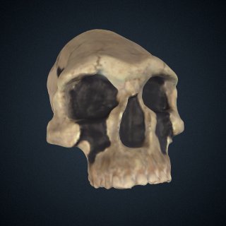 3d model of Early Homo species: cranial fragment