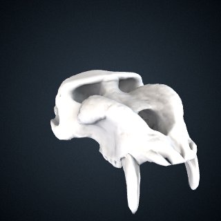 3d model of Mandrillus sphinx: Cranium