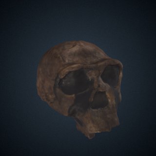 3d model of Homo erectus: cranium