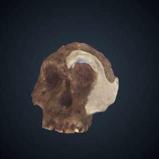 三维模型的早期人类物种:颅片段