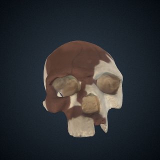 3d model of Homo sapiens: cranium