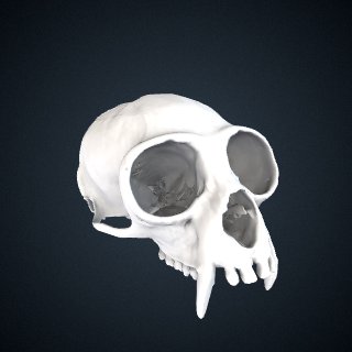 3d model of Hylobates muelleri abbotti: Cranium