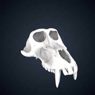 3d model of Papio anubis: Cranium
