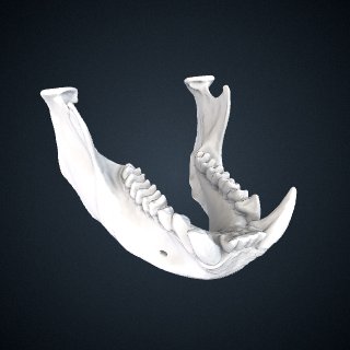 3d model of Semnopithecus priam thersites: Mandible