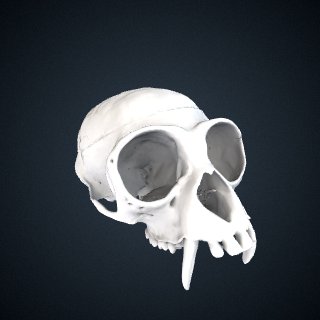 3d model of Hylobates agilis: Cranium
