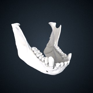 3d model of Ateles geoffroyi ornatus: Mandible