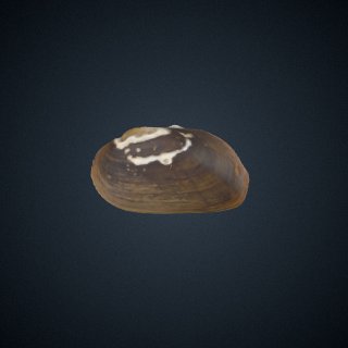 3d model of Unio cistellaeformis