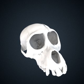 3d model of Macaca nemestrina: Cranium