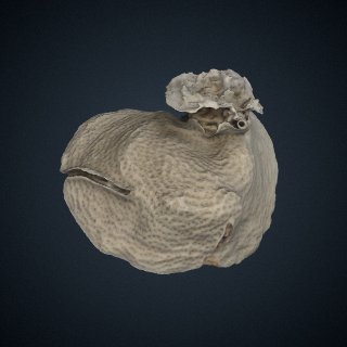 3d model of Leptoseris cucullata