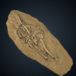 3d model of Fossil whale excavation site MPC 677