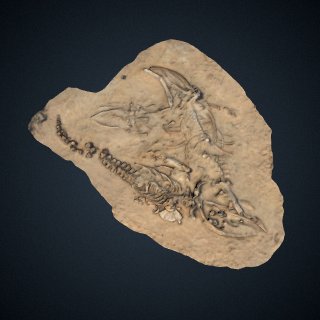 3d model of Fossil whale excavation site MPC 665-667