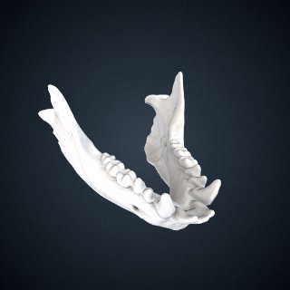 3d model of Nycticebus bengalensis: Mandible