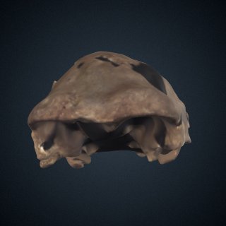 3d model of Homo heidelbergensis: cranium