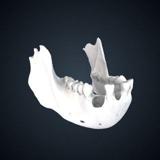 3d model of Pongo pygmaeus: mandible