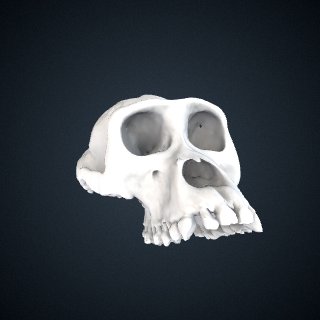3d model of Gorilla beringei beringei: Cranium