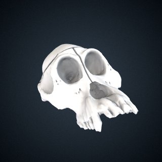 3d model of Pongo abelii: cranium