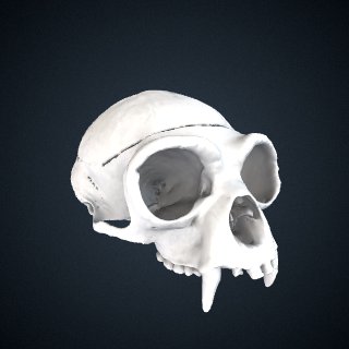 3d model of Hylobates lar lar: Cranium
