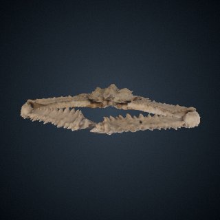 3d model of Parthenope valida