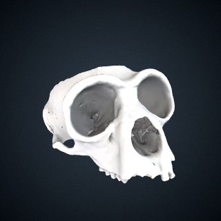 3d model of Hylobates muelleri funereus: Cranium