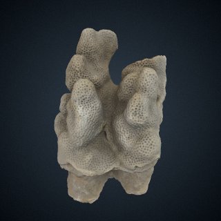 3d model of Porites lobata centralis