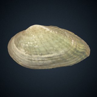 3d model of Truncilla macrodon