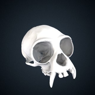 3d model of Hylobates muelleri funereus: Cranium