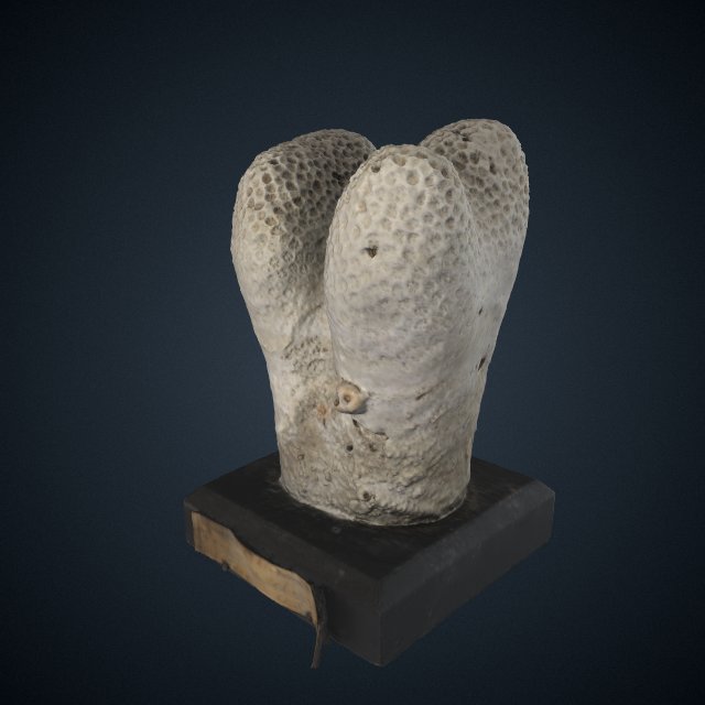 Goniopora columna