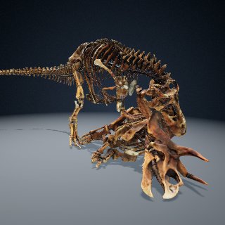 3d model of Tyrannosaurus and Triceratops