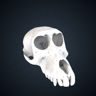 3d model of Papio hamadryas: Cranium