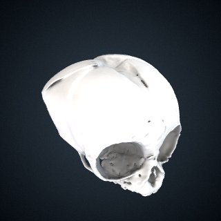 3d model of Hylobates sp.: Cranium