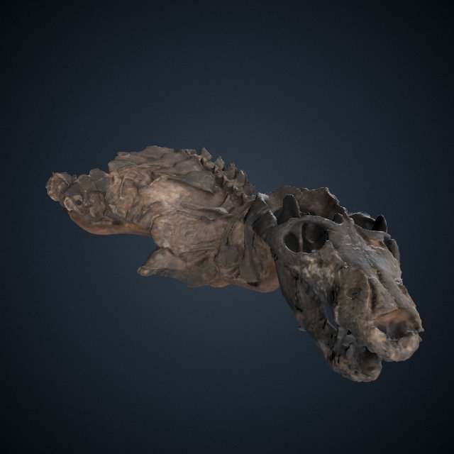 Thrinaxodon liorhinus Seeley, 1894