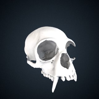 3d model of Hoolock hoolock leuconedys: Cranium