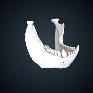 3d model of Alouatta guariba: Mandible