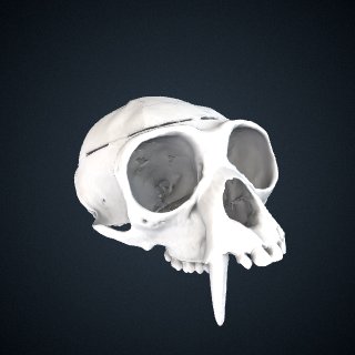 3d model of Hylobates lar entelloides: Cranium