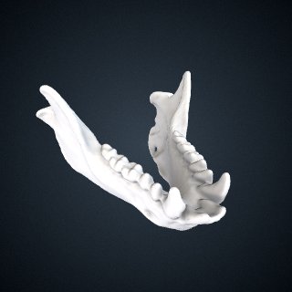 3d model of Nycticebus coucang: Mandible