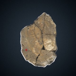 3d model of Chimaerotheca newmexicana Brown