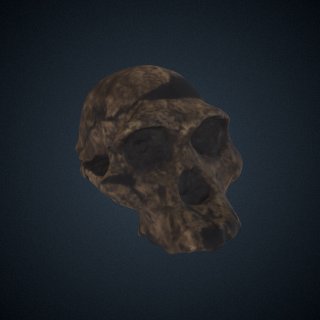 3d model of Australopithecus africanus: cranium
