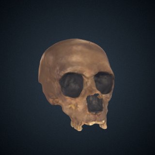 3d model of Homo neanderthalensis: cranium