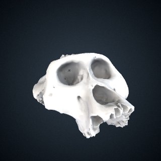3d model of Gorilla gorilla diehli: Cranium