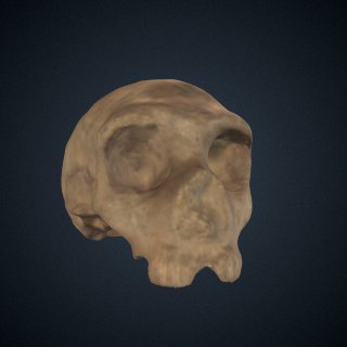 3d model of Homo neanderthalensis: cranium