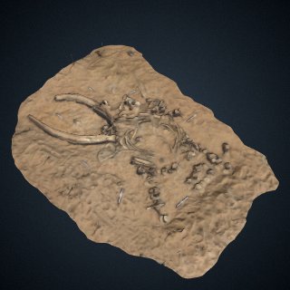 3d model of Fossil whale excavation site MPC 678