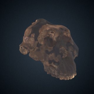 3d model of Paranthropus boisei: cranium