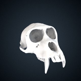 3d model of Macaca sinica: Cranium