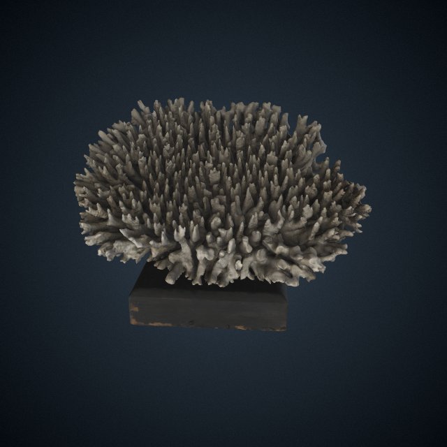Madrepora surculosa