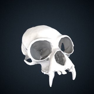 3d model of Hylobates pileatus: Cranium