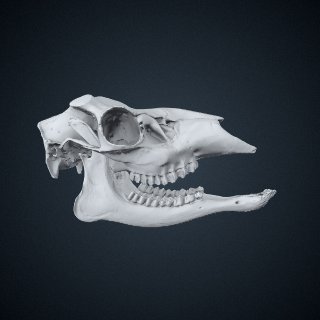 3d model of White-tailed Deer: Skull and Mandible
